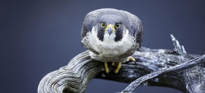 Peregrine Fund